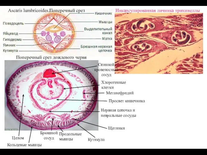 Поперечный срез дождевого червя Спинной кровеносный сосуд Брюшной сосуд Нервная