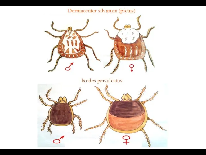 Dermacenter silvarum (pictus) Ixodes persulcatus