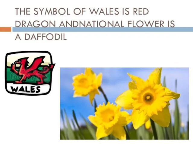 THE SYMBOL OF WALES IS RED DRAGON ANDNATIONAL FLOWER IS A DAFFODIL