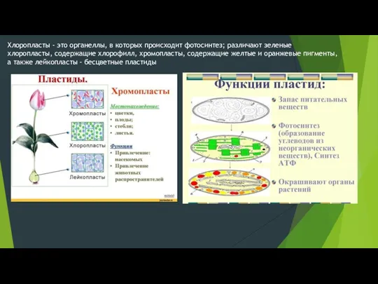 Хлоропласты - это органеллы, в которых происходит фотосинтез; различают зеленые