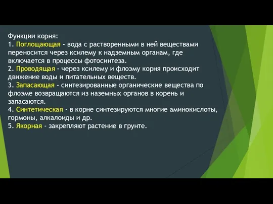 Функции корня: 1. Поглощающая - вода с растворенными в ней