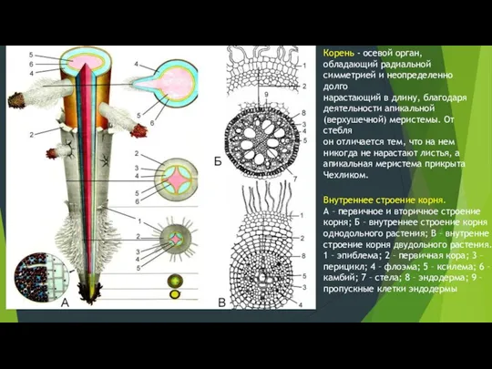 Корень - осевой орган, обладающий радиальной симметрией и неопределенно долго