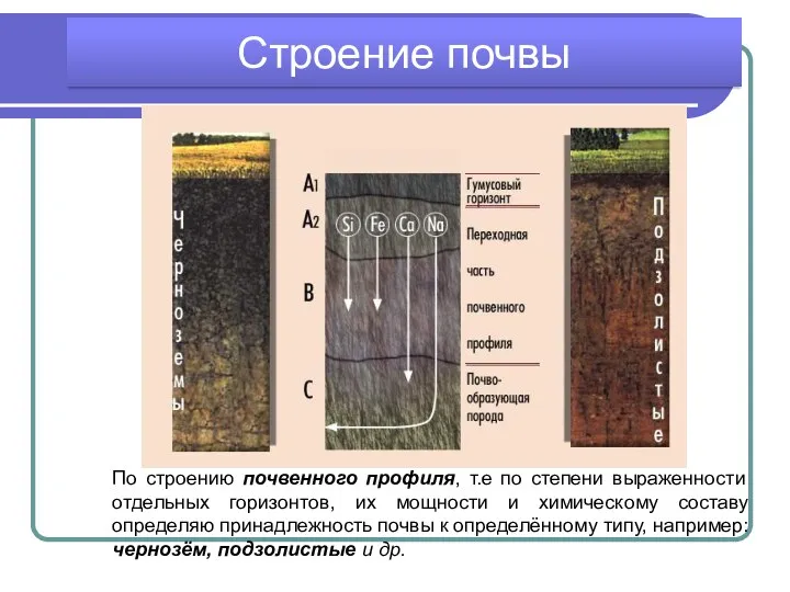 Строение почвы По строению почвенного профиля, т.е по степени выраженности