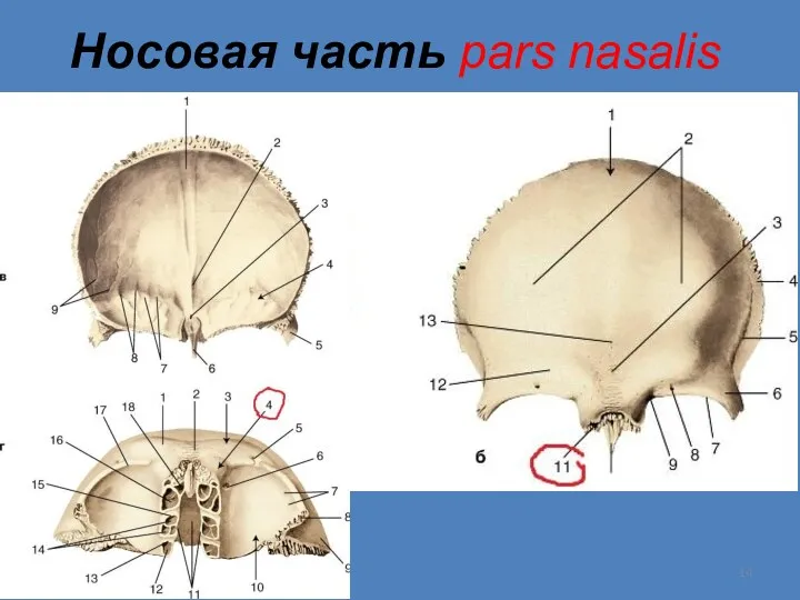 Носовая часть pars nasalis