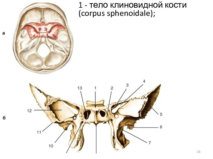 1 - тело клиновидной кости (corpus sphenoidale);