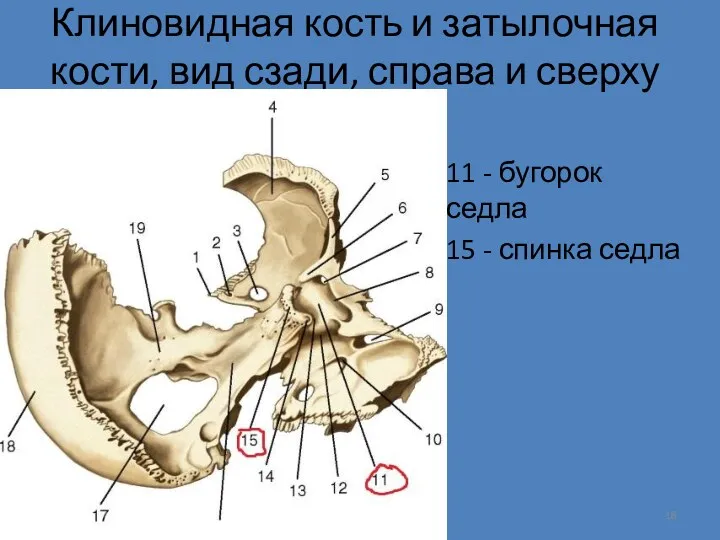 Клиновидная кость и затылочная кости, вид сзади, справа и сверху