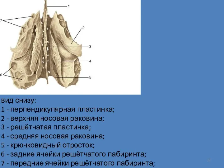 вид снизу: 1 - перпендикулярная пластинка; 2 - верхняя носовая