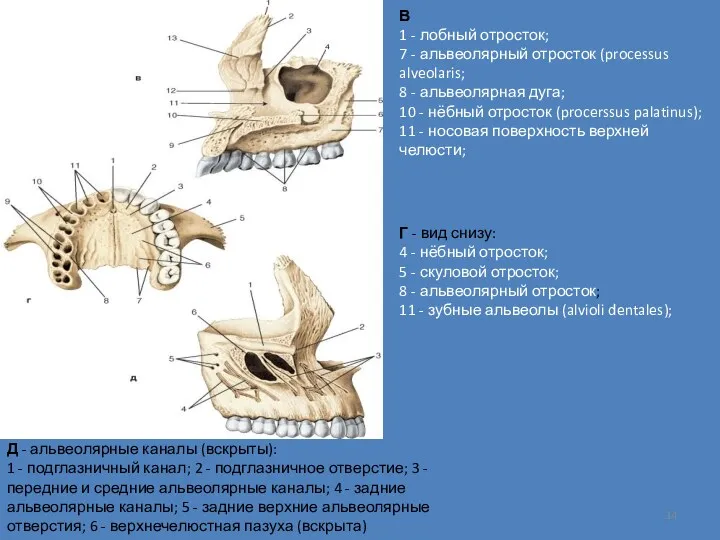 В 1 - лобный отросток; 7 - альвеолярный отросток (processus