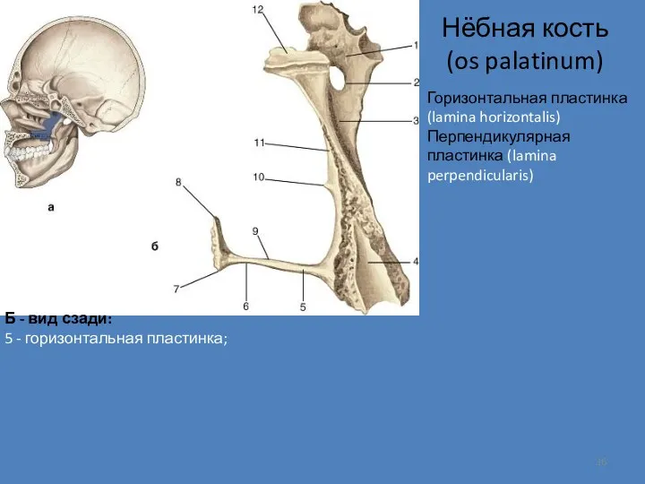 Нёбная кость (os palatinum) Б - вид сзади: 5 -