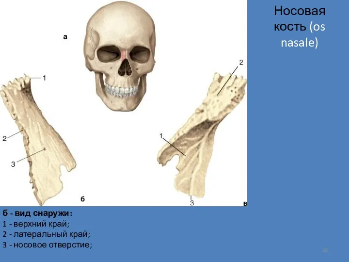 Носовая кость (os nasale) б - вид снаружи: 1 -