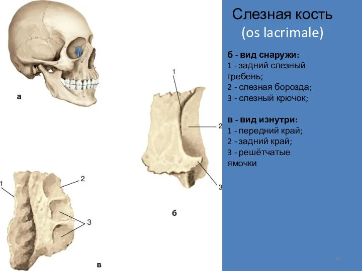 Слезная кость (os lacrimale) б - вид снаружи: 1 -