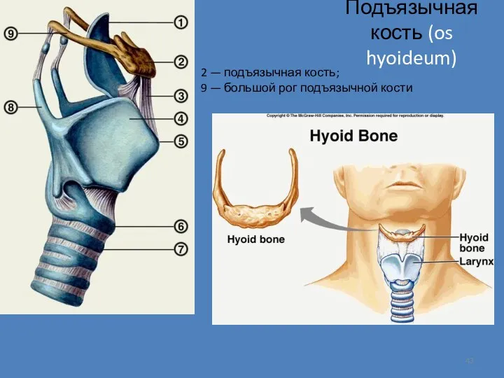 Подъязычная кость (os hyoideum) 2 — подъязычная кость; 9 — большой рог подъязычной кости