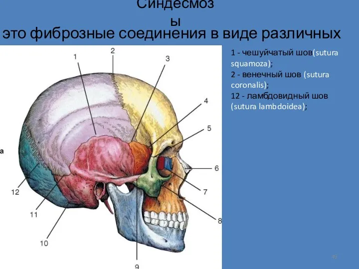 Синдесмозы это фиброзные соединения в виде различных швов 1 -