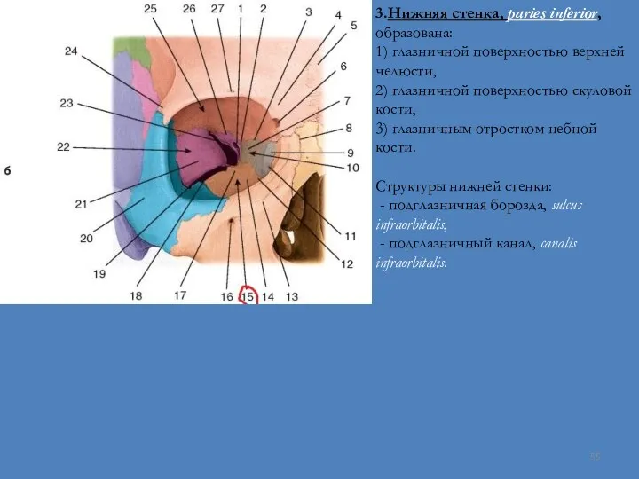 3.Нижняя стенка, paries inferior, образована: 1) глазничной поверхностью верхней челюсти,