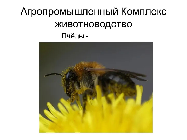 Агропромышленный Комплекс животноводство Пчёлы - пчеловодство