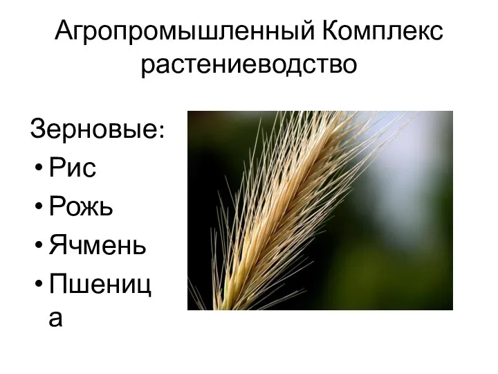Агропромышленный Комплекс растениеводство Зерновые: Рис Рожь Ячмень Пшеница