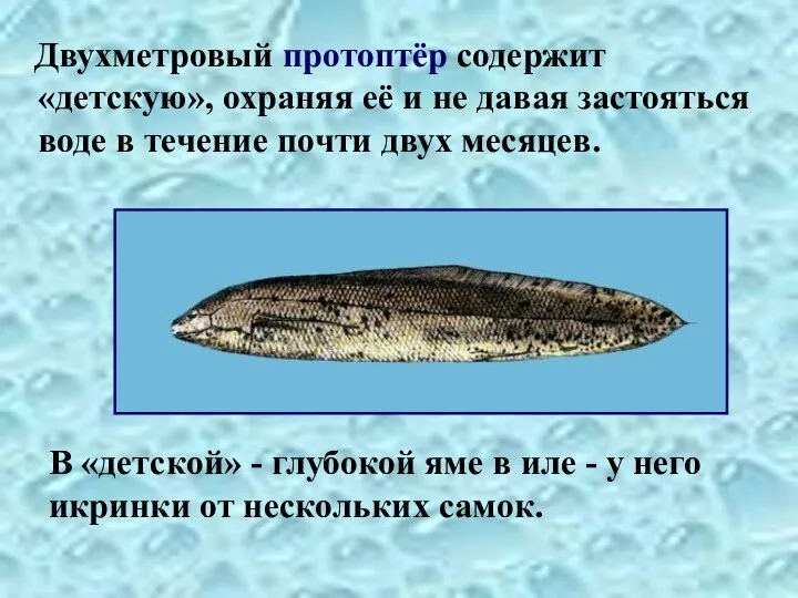 Двухметровый протоптёр содержит «детскую», охраняя её и не давая застояться