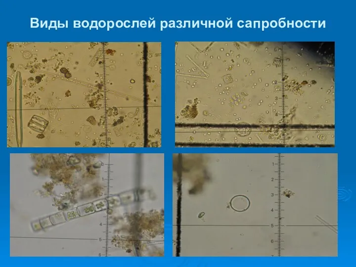 Виды водорослей различной сапробности