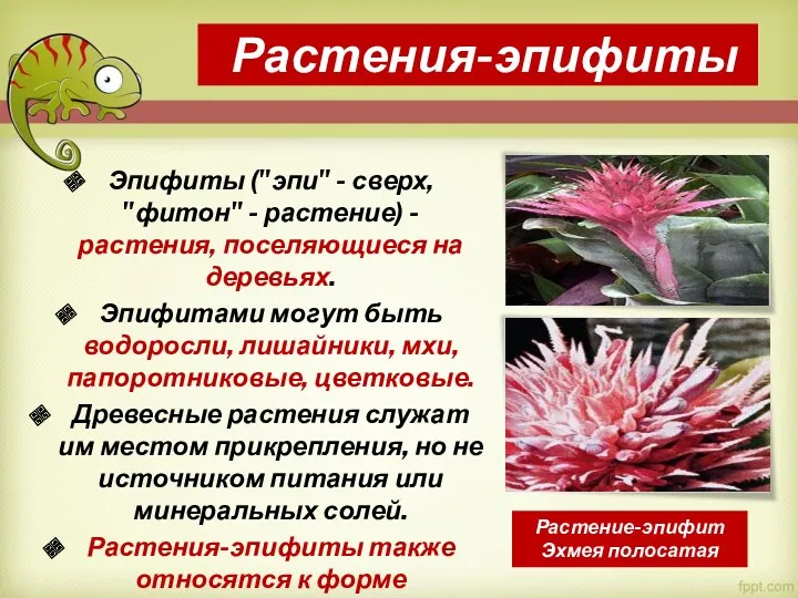 Растения-эпифиты Эпифиты ("эпи" - сверх, "фитон" - растение) - растения,