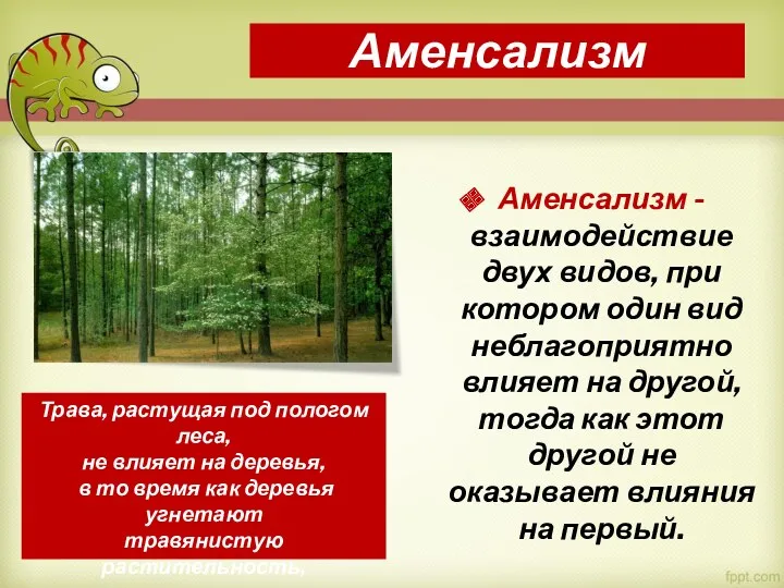 Аменсализм Аменсализм - взаимодействие двух видов, при котором один вид