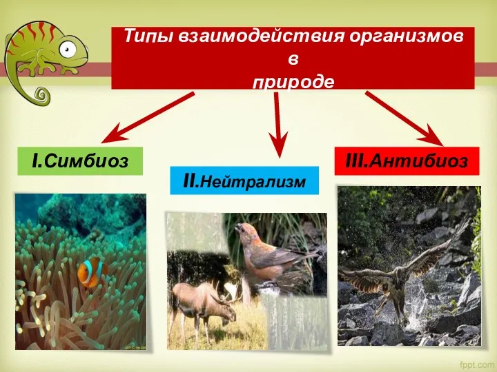 Типы взаимодействия организмов в природе I.Симбиоз II.Нейтрализм III.Антибиоз