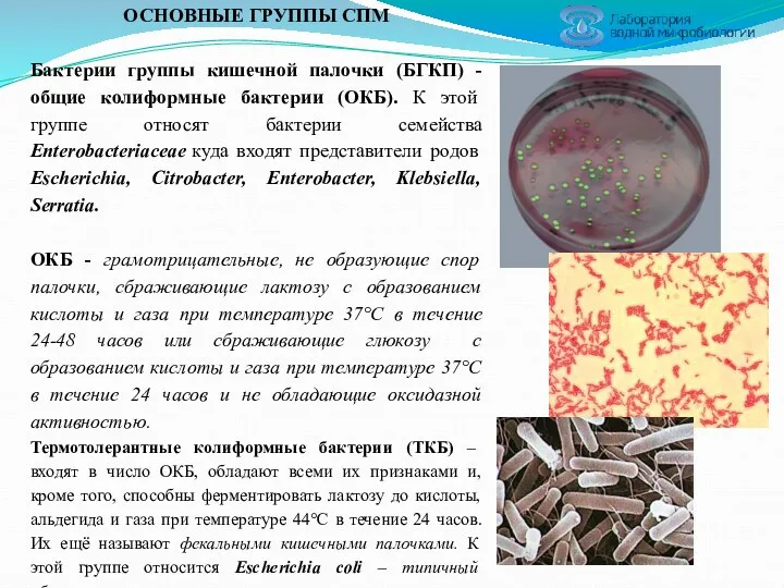 ОСНОВНЫЕ ГРУППЫ СПМ Бактерии группы кишечной палочки (БГКП) - общие колиформные бактерии (ОКБ).