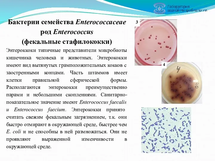 Бактерии семейства Enterococcaceae род Enterococcus (фекальные стафилококки) Энтероккоки типичные представители микробиоты кишечника человека
