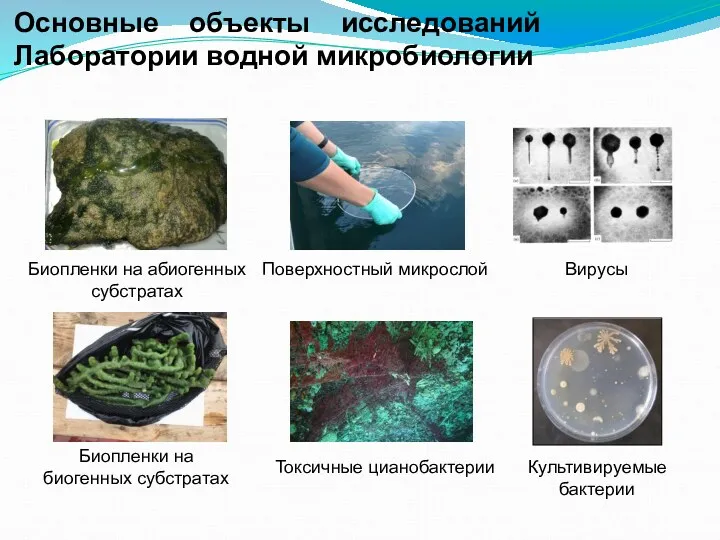 Биопленки на абиогенных субстратах Культивируемые бактерии Основные объекты исследований Лаборатории