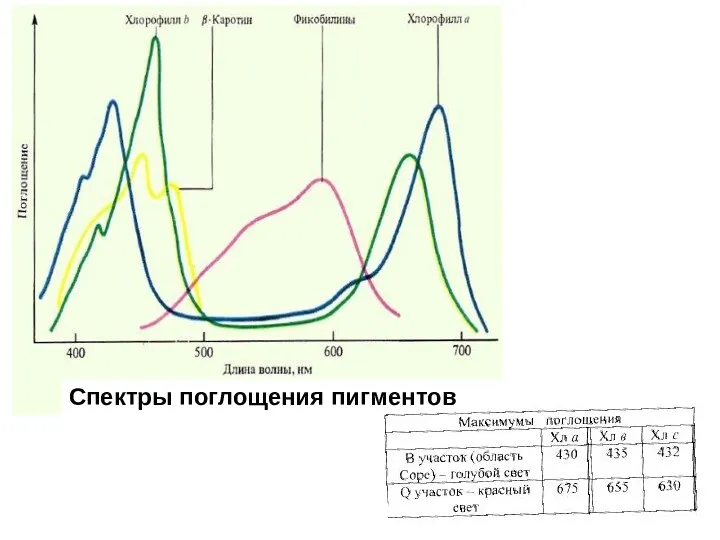 Спектры поглощения пигментов