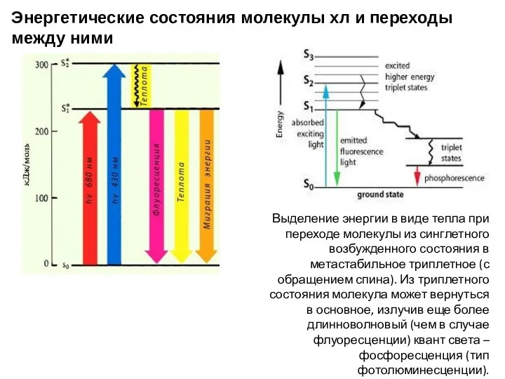 Энергетические состояния молекулы хл и переходы между ними Выделение энергии