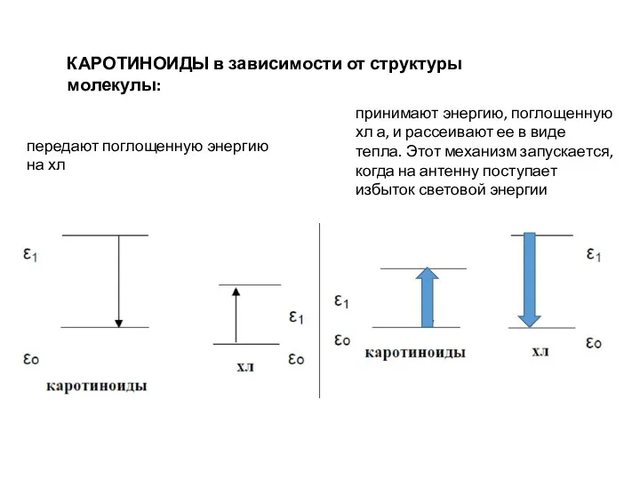 КАРОТИНОИДЫ в зависимости от структуры молекулы: передают поглощенную энергию на