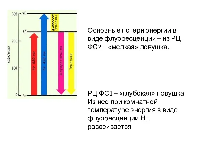 Основные потери энергии в виде флуоресценции – из РЦ ФС2