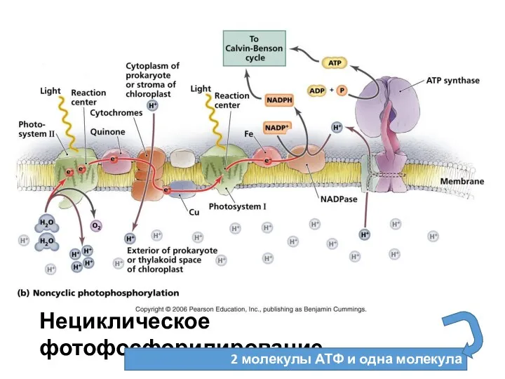 Нециклическое фотофосфорилирование 2 молекулы АТФ и одна молекула восстановителя