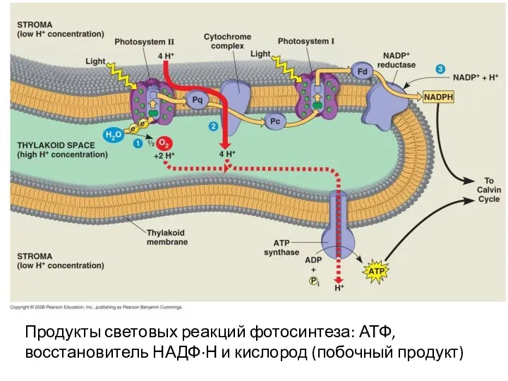 Продукты световых реакций фотосинтеза: АТФ, восстановитель НАДФ·Н и кислород (побочный продукт)