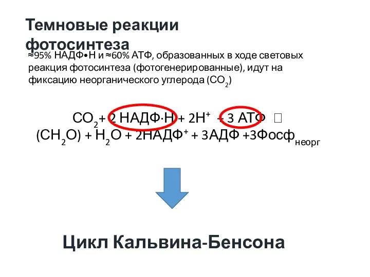 ≈95% НАДФ•Н и ≈60% АТФ, образованных в ходе световых реакция