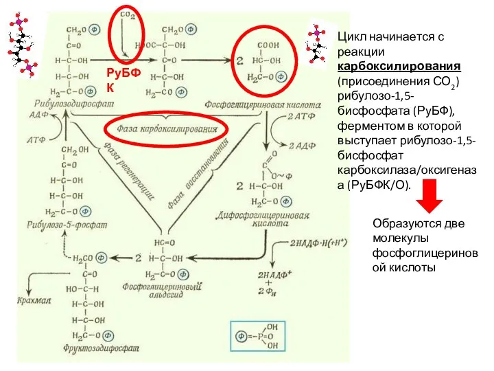 Цикл начинается с реакции карбоксилирования (присоединения СО2) рибулозо-1,5-бисфосфата (РуБФ), ферментом