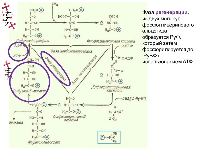 Фаза регенерации: из двух молекул фосфоглицеринового альдегида образуется РуФ, который