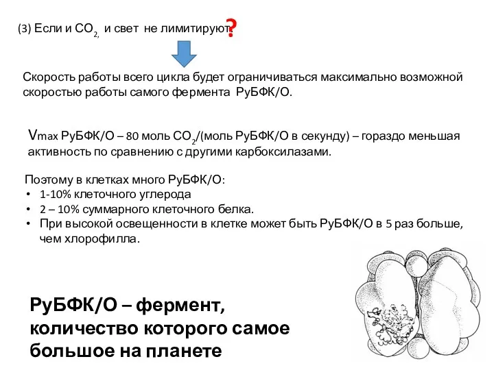 (3) Если и СО2, и свет не лимитируют. Скорость работы