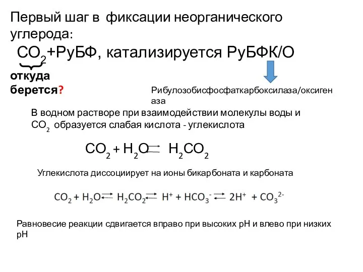 Первый шаг в фиксации неорганического углерода: СО2+РуБФ, катализируется РуБФК/О откуда