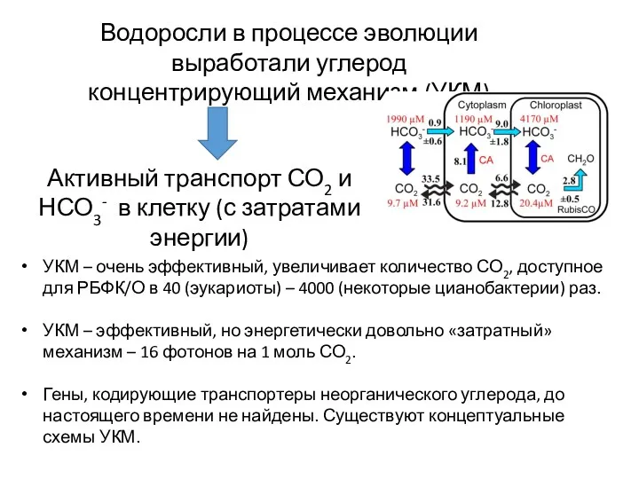 Водоросли в процессе эволюции выработали углерод концентрирующий механизм (УКМ) Активный