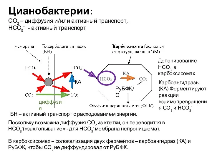 Цианобактерии: СО2 – диффузия и/или активный транспорт, НСО3- - активный