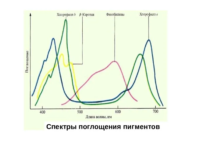 Спектры поглощения пигментов