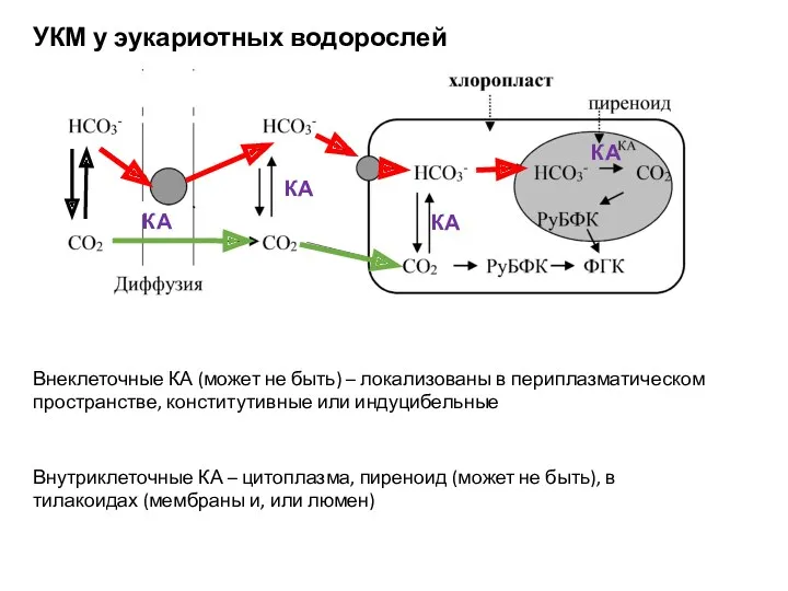 УКМ у эукариотных водорослей Внутриклеточные КА – цитоплазма, пиреноид (может