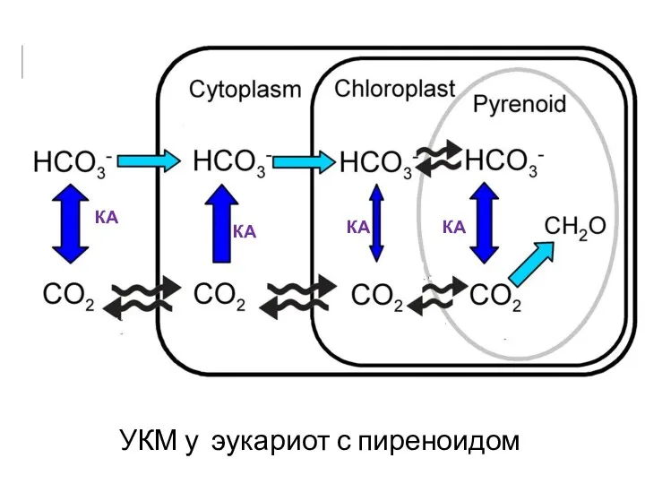 УКМ у эукариот с пиреноидом КА КА КА КА