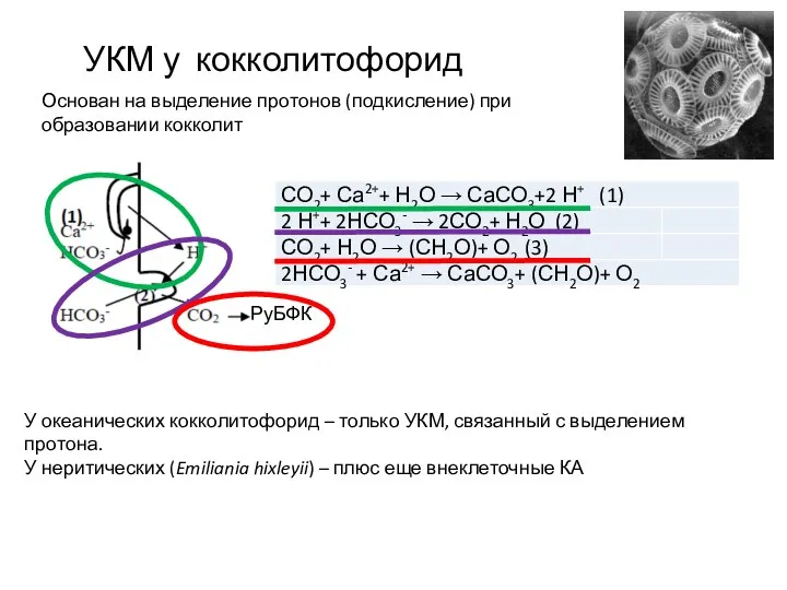 УКМ у кокколитофорид Основан на выделение протонов (подкисление) при образовании