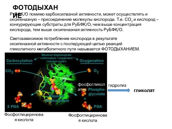 фосфогликолат Светозависимое потребление кислорода в результате оксигеназной активности с последующей