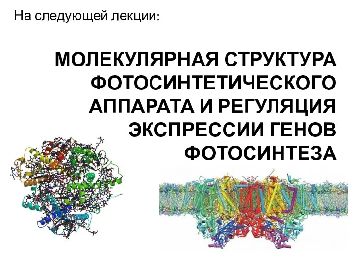 МОЛЕКУЛЯРНАЯ СТРУКТУРА ФОТОСИНТЕТИЧЕСКОГО АППАРАТА И РЕГУЛЯЦИЯ ЭКСПРЕССИИ ГЕНОВ ФОТОСИНТЕЗА На следующей лекции: