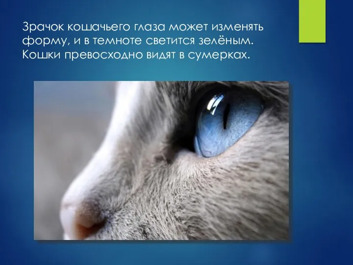 Зрачок кошачьего глаза может изменять форму, и в темноте светится зелёным. Кошки превосходно видят в сумерках.