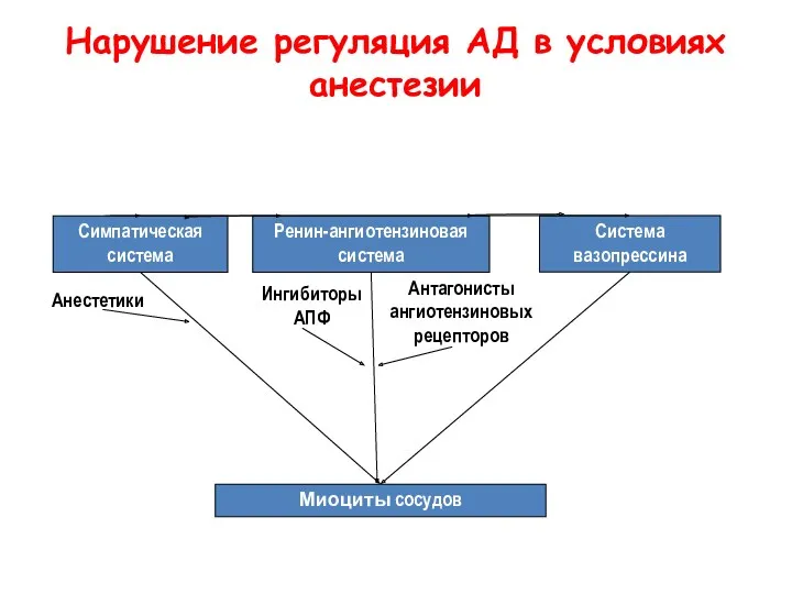 Нарушение регуляция АД в условиях анестезии Симпатическая система Ренин-ангиотензиновая система