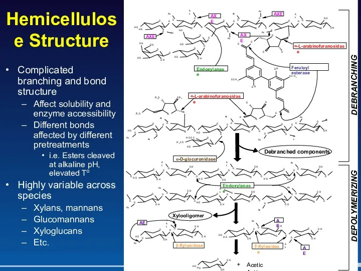 Hemicellulose Structure Complicated branching and bond structure Affect solubility and